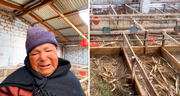 Adulta mayor rompe en llanto al ver que delincuentes le robaron sus 500 cuyes en Huancayo