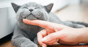 Descubre qué dice la psicología de las personas que aman a los gatos: características y rasgos únicos