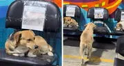Agencia peruana de buses dedica espacio exclusivo para perros callejeros, protegiéndolos de la lluvia: "Un gesto de amor"