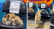 Agencia peruana de buses dedica espacio exclusivo para perros callejeros, protegiéndolos de la lluvia: "Un gesto de amor"