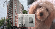 El perro caniche que cayó del piso 13 de un edificio en Argentina y provocó la muerte de tres personas