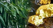 Científicos descubren que un árbol muy común en el mundo es capaz de extraer el oro del suelo y acumularlo en sus hojas y ramas