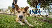 Desde julio, INEI medirá cuántos hogares tienen mascotas como parte de sus encuestas nacionales