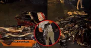 Vecinos en Pucusana recolectan potas varadas fuera del mar y redes bromean: "Va a haber un terremoto"