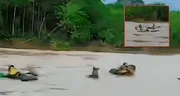 Integrantes de orquesta de salsa peruana salvaron a 8 personas de naufragar en río de Loreto