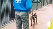 Encuentran a perro que estuvo encerrado, le brindan unas caricias y se encargan de cuidarlo [VIDEO] 