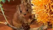 ¿Conoces al animal que muere trágicamente luego de aparearse por primera vez? [VIDEO]