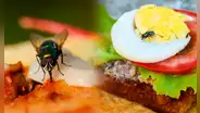 ¿Es verdad que cuando una mosca se posa sobre tu comida ya no puedes comértela?
