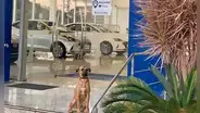 Perro callejero se vuelve ’famoso’ tras ser adoptado por una conocida agencia de autos [FOTOS]