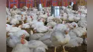 Gripe aviar: Senasa clausuró galleras y camales clandestinos donde sacrificaban aves de corral