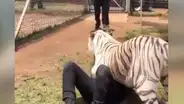 Hombre se reencuentra con tigre salvaje que cuidó de bebé y felino tiene efusiva reacción [VIDEO]