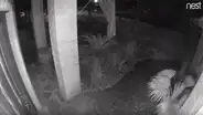 YouTube viral: espeluznante “gato fantasma” es captado caminando en la calle y desapareciendo de la nada [VIDEO] 