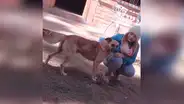 Perro callejero corres tras el auto de una familia y ellos deciden adoptarlo [VIDEO]