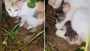 Gata callejera guía a hombre hasta donde están sus bebés para que los rescate del frío de la calle [VIDEO]