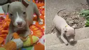 Recogen a perrita sin patas delanteras que fue abandonada, la adoptan y le enseñan caminar [VIDEO]