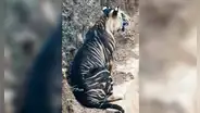 Fotografían a un extraño tigre negro, un animal al borde de la extinción