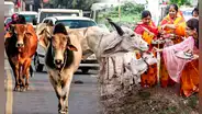 ¿Qué ocurre si una persona mata a una vaca en la India?