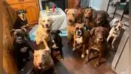 Perrita se divierte en su fiesta de cumpleaños y hace divertidas poses al lado de sus ‘amigos’ [FOTOS]