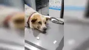 Perro le muestra tierna ‘sonrisa’ a su veterinario después de ver cómo lo atendía [VIDEO]