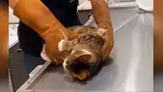 Gato no soporta su primera cita en el veterinario y tiene furiosa reacción [VIDEO] 