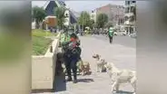 Imagen de policía que da de comer a varios perritos capta la atención de cientos de internautas