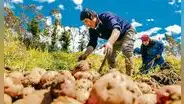 FAE Agro tiene S/ 2.000 millones y solo se ha colocado S/ 40 millones