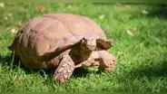 Alagba, la tortuga más vieja de África, fallece a los 344 años en un palacio de Nigeria
