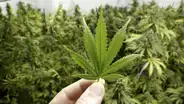 Industria del cannabis enfrenta obstáculos