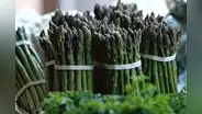 Perú permitirá ingreso de eucalipto brasilero y espárrago chileno