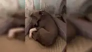 Mujer finge llamar a la perrera para dar una lección a su perrita y esta conmueve con su reacción [VIDEO]