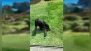 Captan a gorila intentando ayudar a pájaro herido que cayó en su recinto
