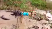 Facebook: Granjero detuvo a anaconda que se iba a devorar un pollo con increíble truco