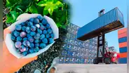 Agroexportaciones sumaron más de US$7.800 millones y crecieron 17,6% hasta octubre