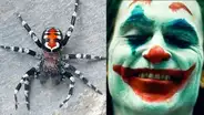 Descubren nueva especie de araña y la nombran en honor al ‘Joker’