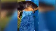 Perro y su dueño ayudan a una pequeña ave que estuvo a punto de ahogarse en su piscina [VIDEO]