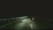Osa embiste a un carro en plena autopista para proteger a su pequeño bebé [VIDEO]