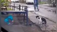 Gato ‘enamorado’ encuentra globo tirado en la calle y se lo regala a su ‘pareja’ [VIDEO]