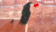 Joven encuentra extraña ‘masa’ que se arrastra, se acerca y queda espantado al ver cientos de criaturas [VIDEO]