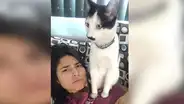 Adorable gato con bigote es comparado con Hitler y se vuelve viral en redes [FOTOS]