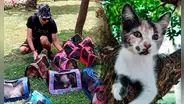 ¿Cómo sobreviven los gatos del parque Kennedy?
