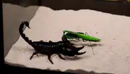 Brutal batalla entre escorpión y mantis religiosa tiene desolador final [VIDEO] 