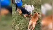 Encuentran perros abandonados en desolada carretera y los ayudan [VIDEO] 