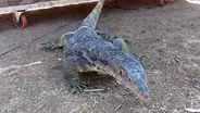 Dragon de Komodo encuentra a cerdo bebé y trágico final deja aterrados a miles [VIDEO]