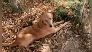 Perrita recorre 100 kilómetros durante dos semanas para reencontrarse con sus dueños [VIDEO]