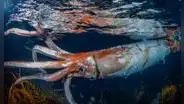 Captan imágenes de un calamar gigantesco nadando en la costa de Japón