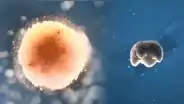Crean los primeros biobots: las ‘máquinas vivientes’ que podrían revolucionar la medicina y el medio ambiente