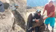 Arequipa: Rescatan a cóndor herido en valle del Colca