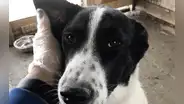 Pareja adopta a un perro callejero y lo golpean hasta matarlo