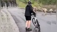 Ciclistas recorren desolada carretera y se encuentran con la pelea de enormes ovejas [VIDEO] 