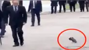 YouTube: la verdad sobre la paloma que saludó a Vladimir Putin [VIDEO]